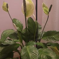 愛的種子教育  - 日常 / 教養 / 課程 / 活動 / 身心靈探索 / 交流