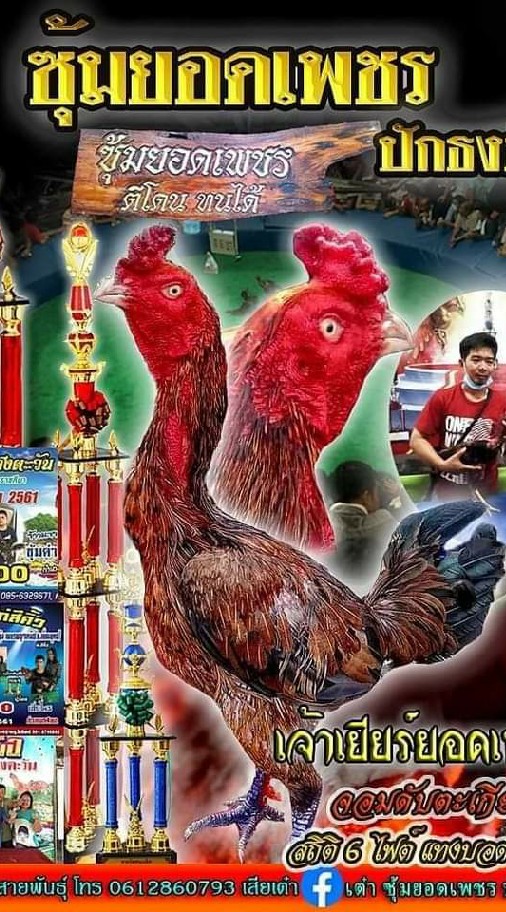 ซุ้มยอดเพชร ปักธงชัย ฟาร์ม