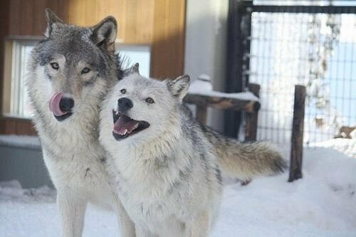 オオカミとフクロウ オオカミとゆらゆら木の葉のタンバリン tandey オオカミとフクロウ オオカミとゆらゆら木の葉の