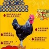 豐原蛋品4