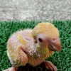 ray哥鸚鵡活動群組