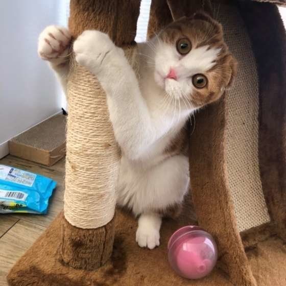 理由を知るともっと 猫が 首をかしげる ときの心理