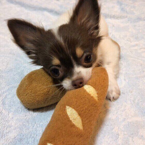 犬の 見抜く力 が鋭いエピソードをご紹介