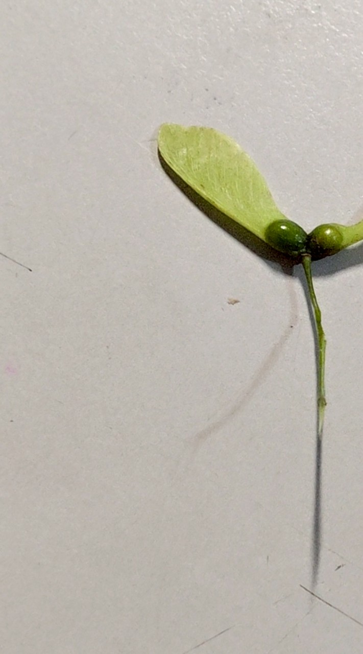土城舞蹈推廣協會
