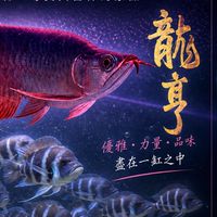 龍亨觀賞魚～龍魚專賣（自由交流）