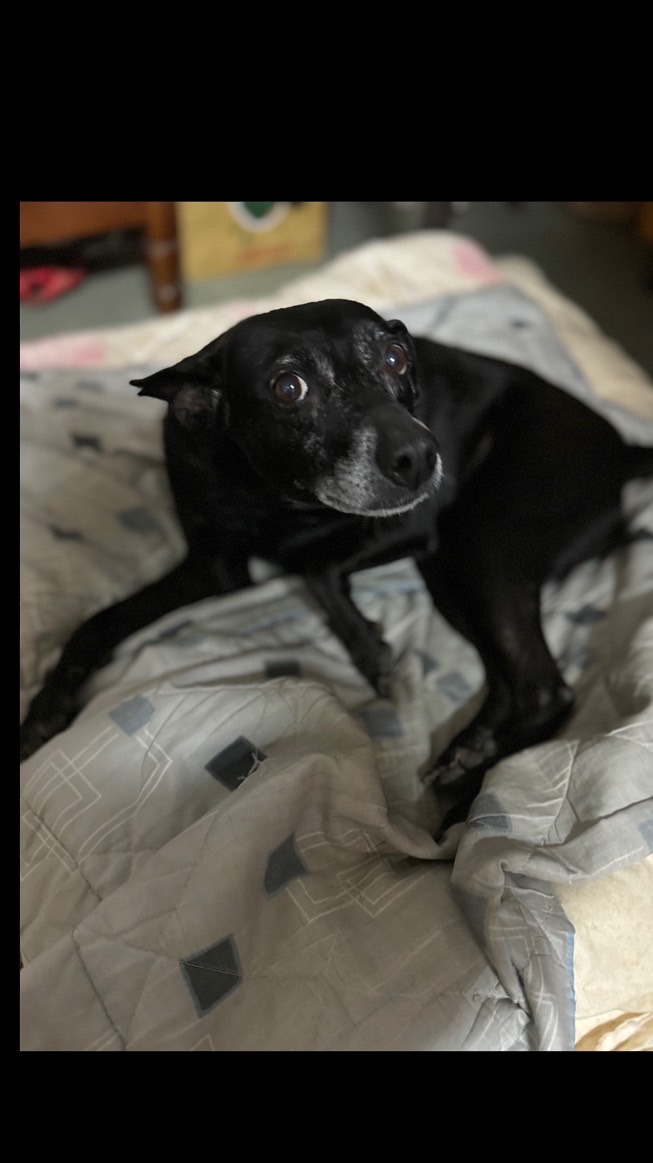 🐶協尋愛犬-妞妞🐶