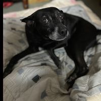 🐶協尋愛犬-妞妞🐶