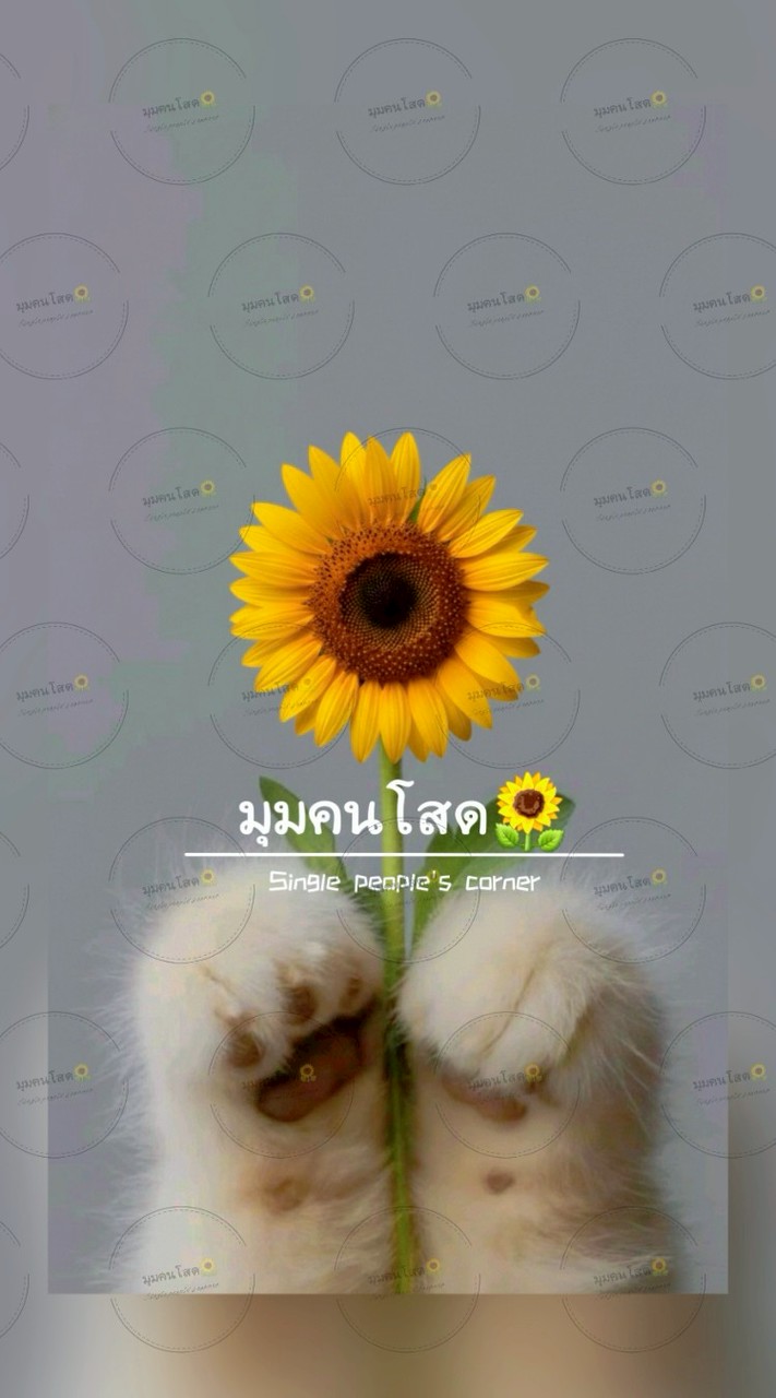 มุมคนโสด🌻