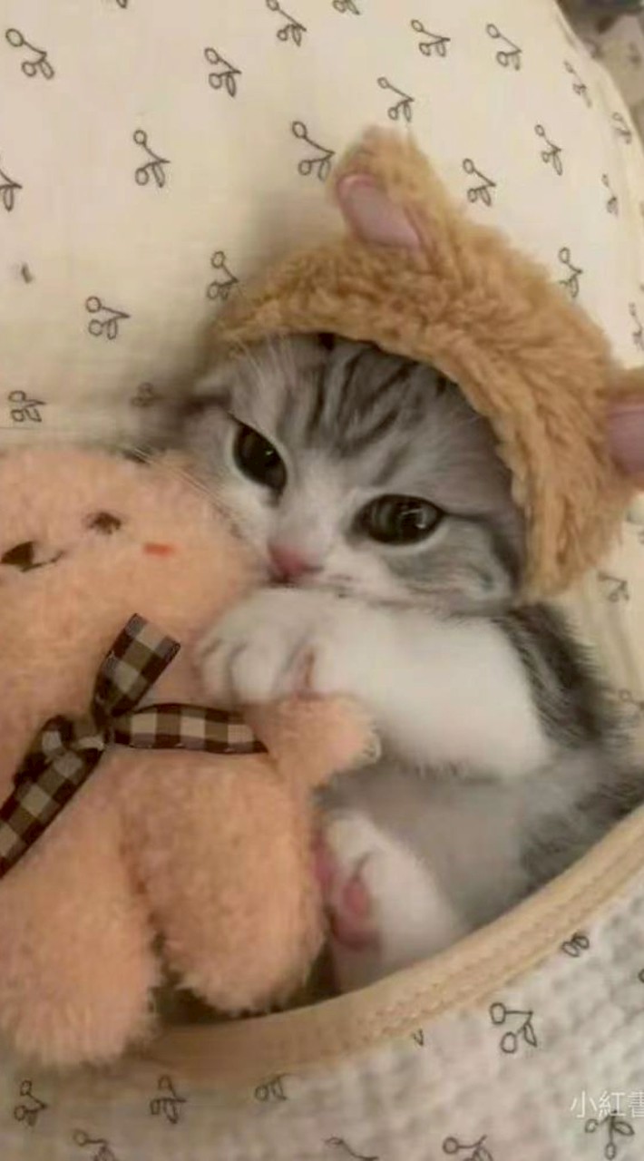 ฅ⁠^⁠•⁠ﻌ⁠•⁠^⁠ฅ 咪咪小學 (⁠^⁠.⁠_⁠.⁠^⁠)⁠ﾉ