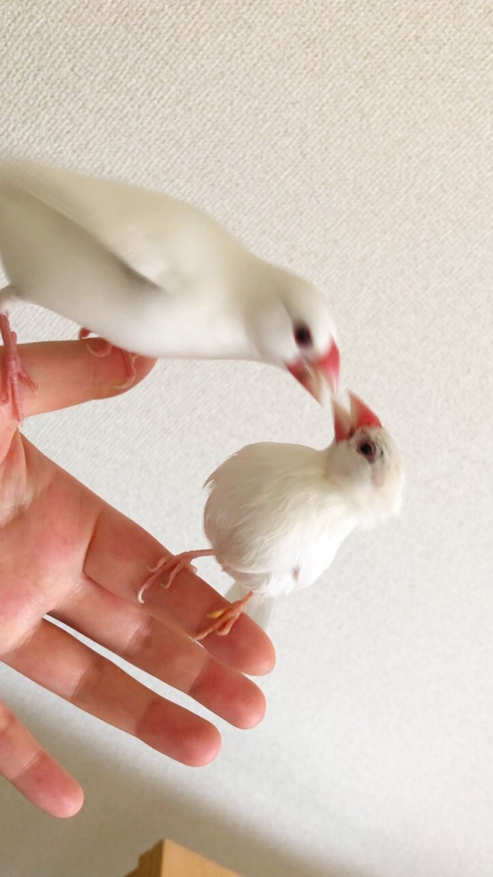 文鳥の会（文鳥スタンプ）のオープンチャット