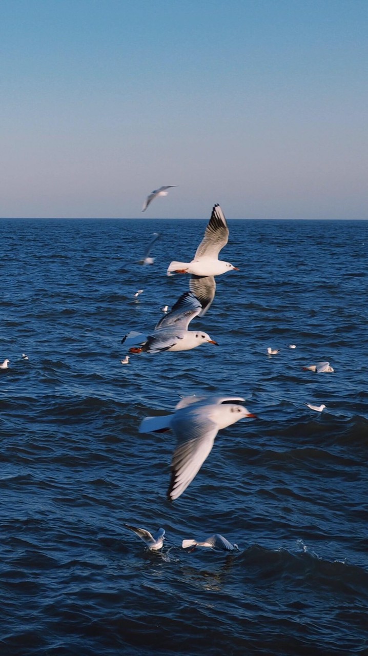 🐬🐬夢想港灣