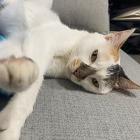小林卡牌