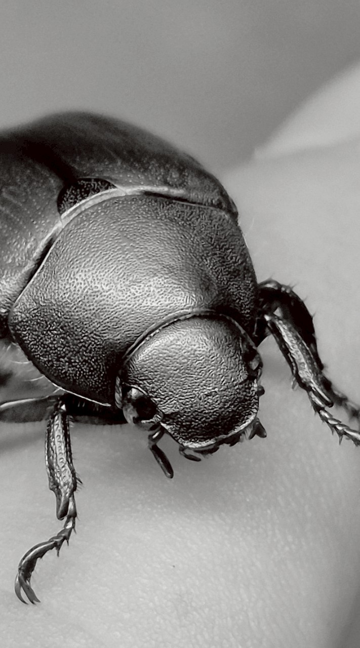 生き物好きのためのチャット（生き物全般OK）