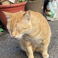 路上看到的貓貓狗狗