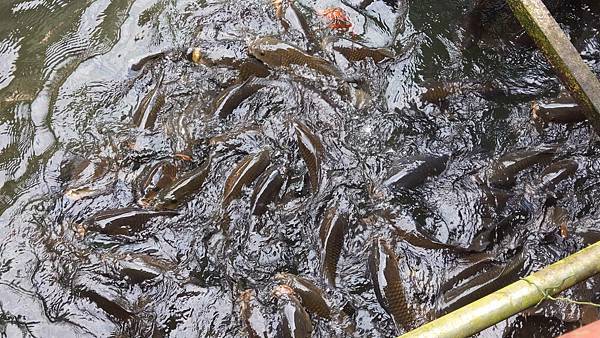 【台北美食】大豐花園餐廳-免門票也可以看到可愛的小動物，隱藏在市區附近的烤雞花園餐廳