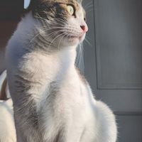 猫でんち - 猫伝染性腹膜炎(FIP)治療・観察部屋