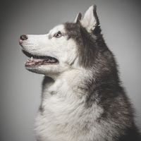 🐶萌寵星球🪐分享寵物資訊/寵物問題/出遊資訊