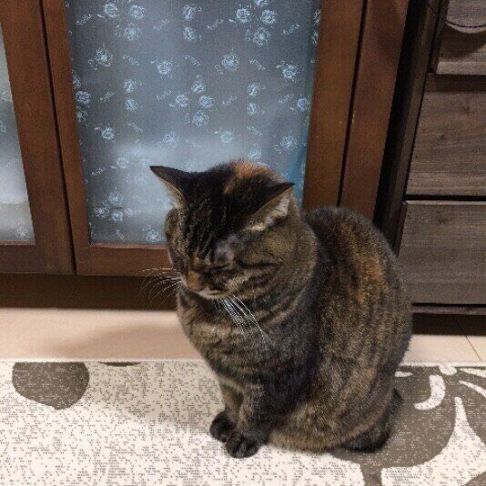 子猫や警戒心が強いコに 猫が座ったまま寝てしまう心理