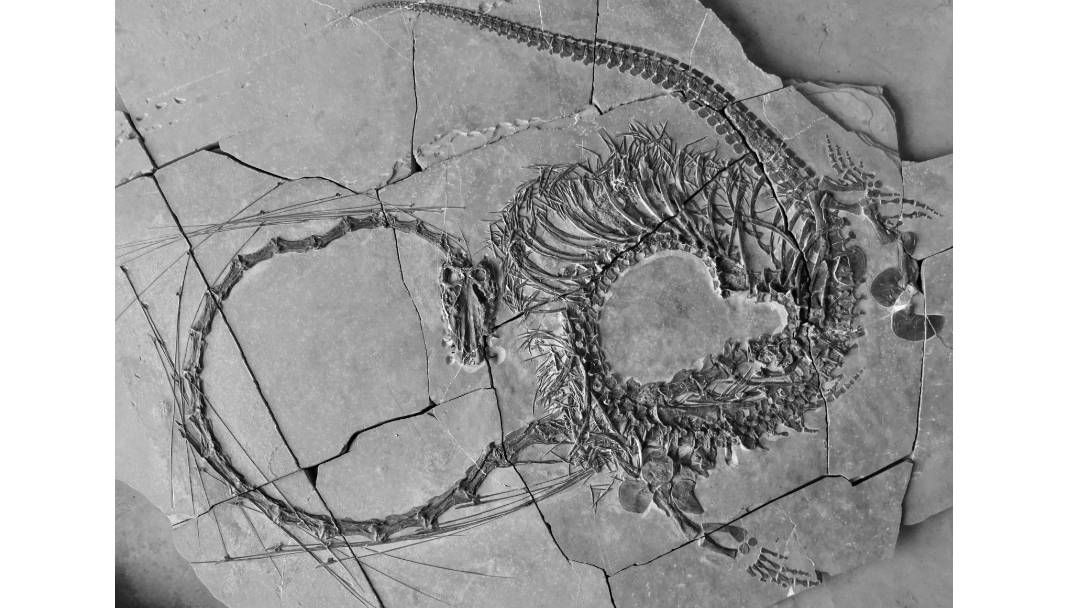 Newly Discovered 240 Million-Year-Old ‘Dragon’ Fossil Fully Revealed – Deinocephalosaurus Orientalis Unearthed