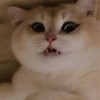 Kannr Open chat ของ ฉัน