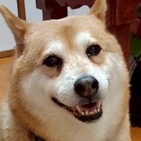 我愛肥柴影音紀錄專區