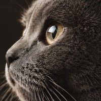 🐈‍⬛挑嘴貓俱樂部| Rickeybon｜不討好人🐈🐕‍🦺只討好牠們｜｜❤️