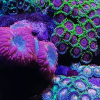 nano tank