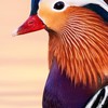 Waterfowl Thailand ซื้อ-ขายแลกเปลี่ยนสัตว์ปีกสวยงาม 🦆🪿🦢
