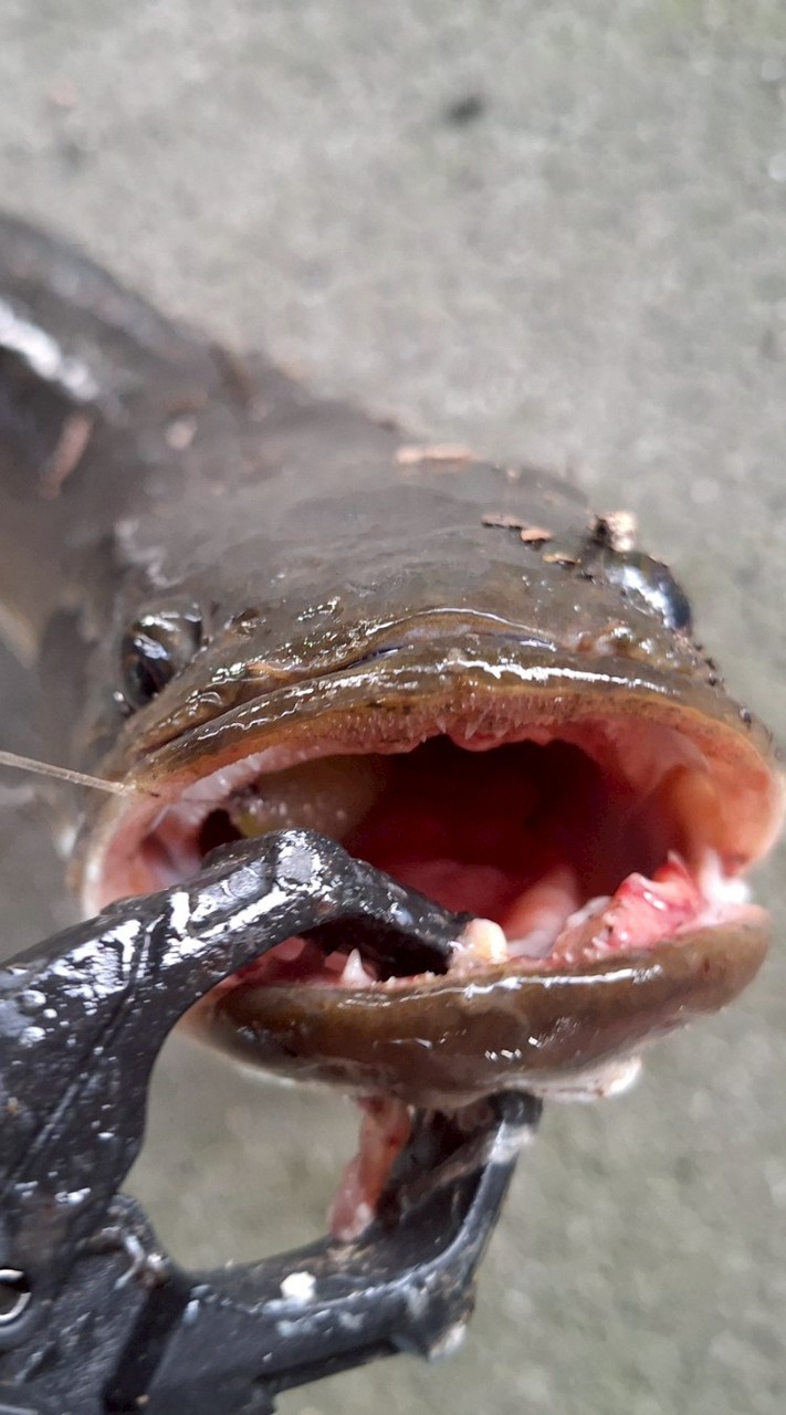 北區-雷強點無私分享群