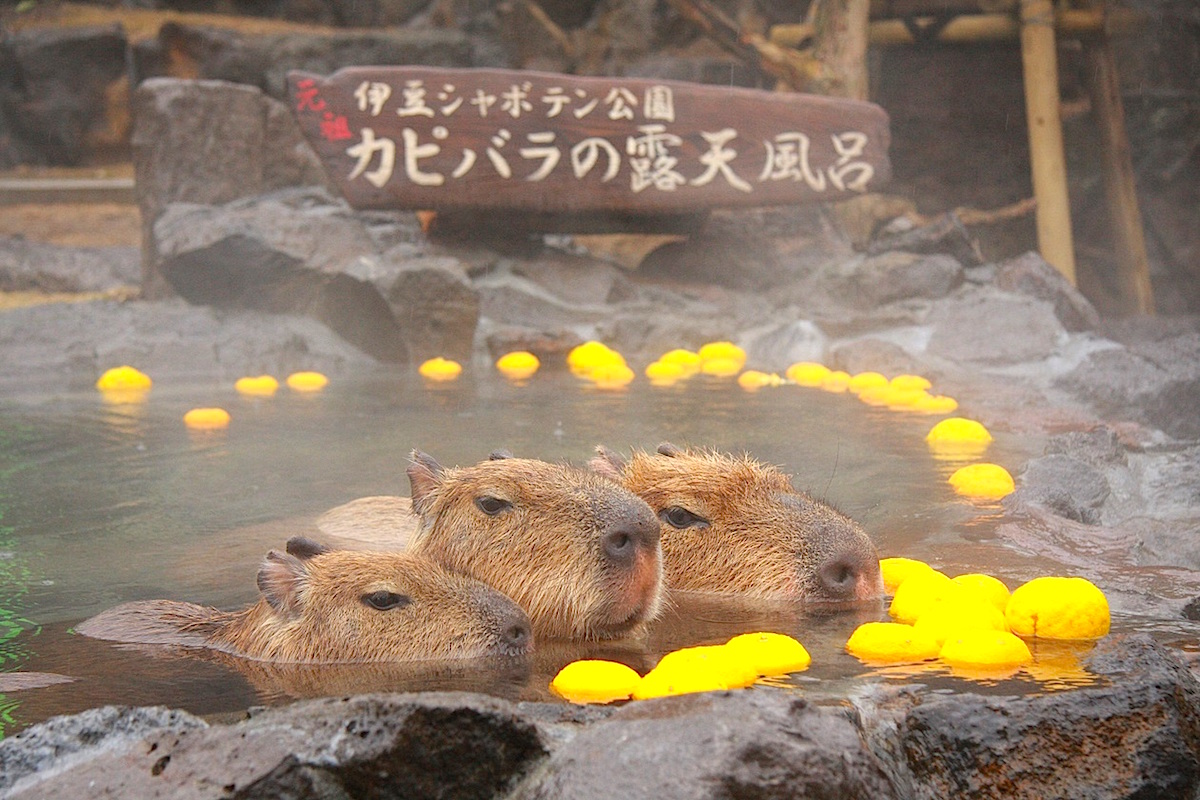 水豚 伊豆仙人掌動物公園