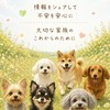 腎臓病と闘うワンちゃんと飼い主さんの情報交換
