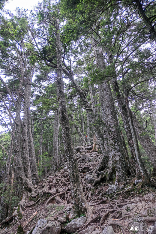 山女孩Melissa_南湖大山群峰_四天三夜-8206.jpg