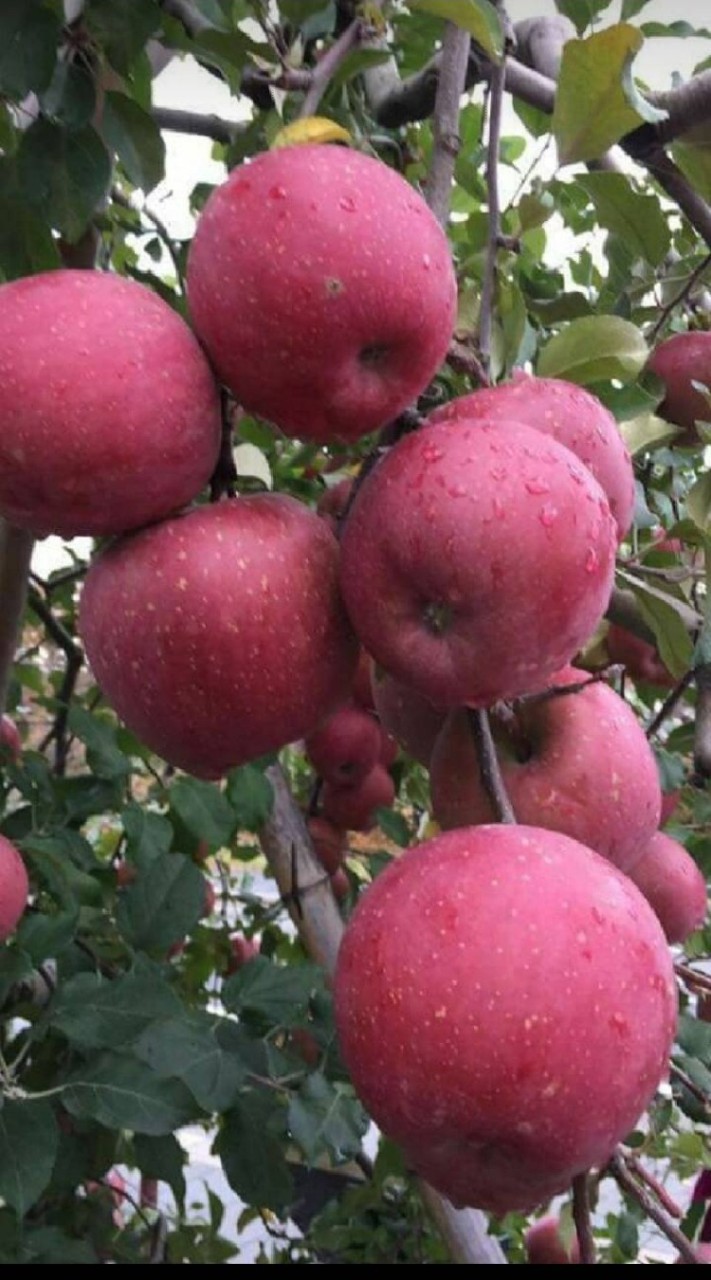 進口水果批發🍑 無毒農產批發🍎 生鮮冷凍團購🐟🥩