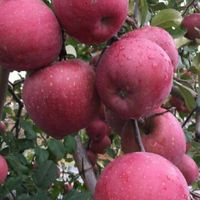 進口水果批發🍑 無毒農產批發🍎 生鮮冷凍團購🐟🥩