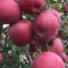 進口水果批發🍑 無毒農產批發🍎 生鮮冷凍團購🐟🥩