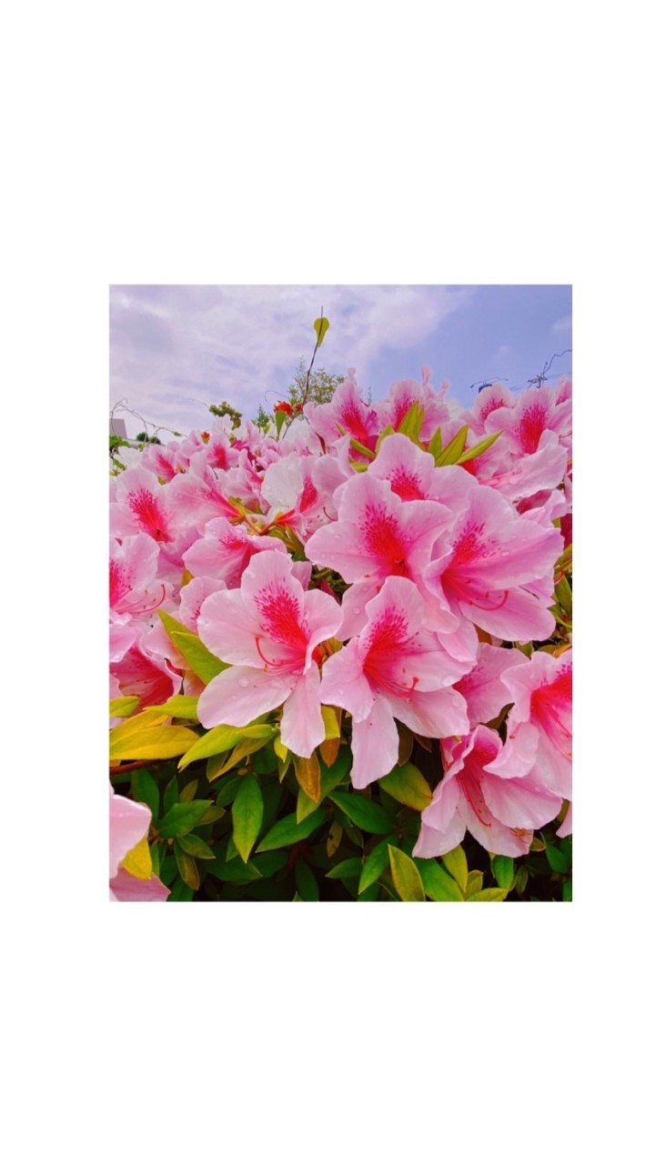 四国♡付近愉快な\(* ¨̮*)/\(*¨̮ *)/仲間たち