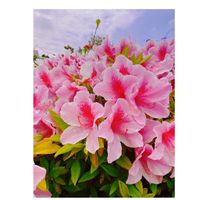 四国♡付近愉快な\(* ¨̮*)/\(*¨̮ *)/仲間たち