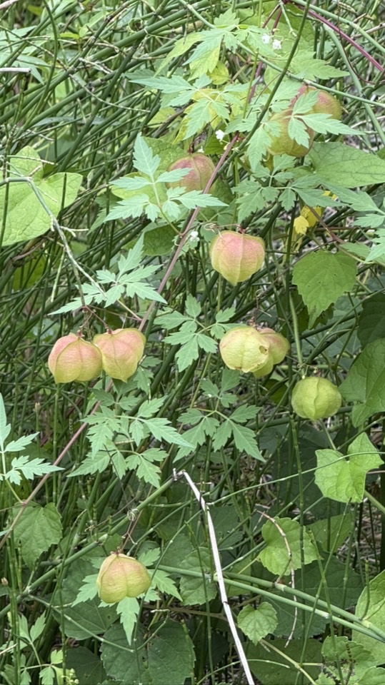 薩布拉滿/後現代桃花源