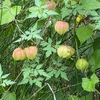 薩布拉滿/後現代桃花源