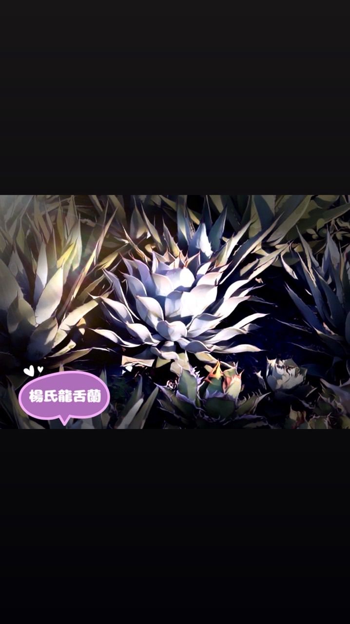 AGAVE-YAN 楊氏龍舌蘭苗圃