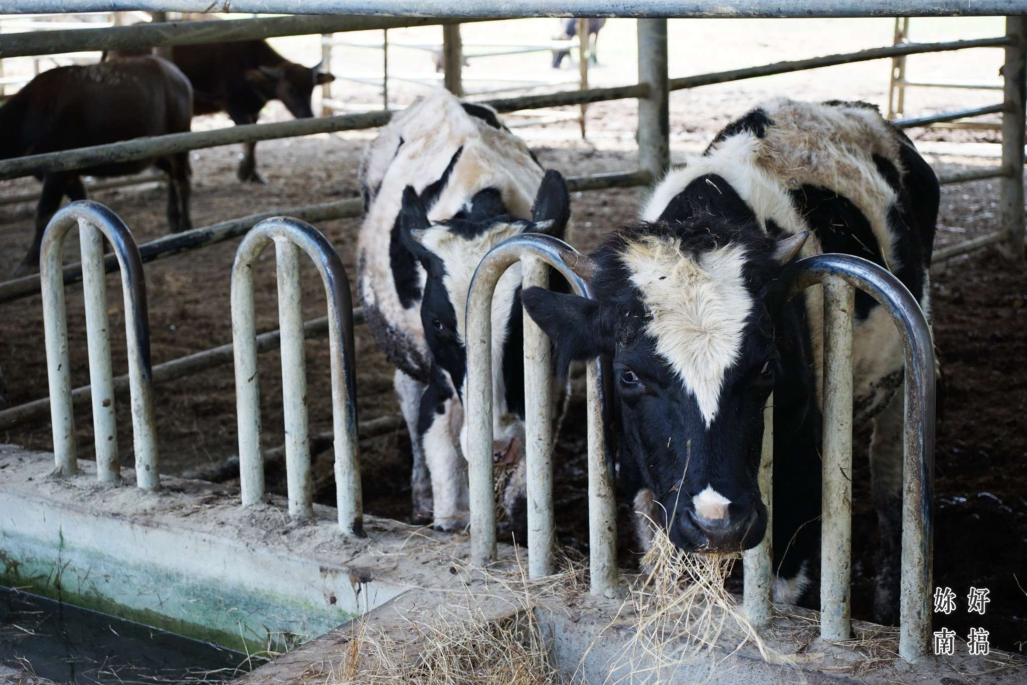 玉井老街-14-妳好南搞