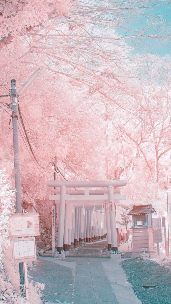 桜花爛漫