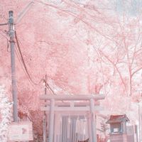 桜花爛漫