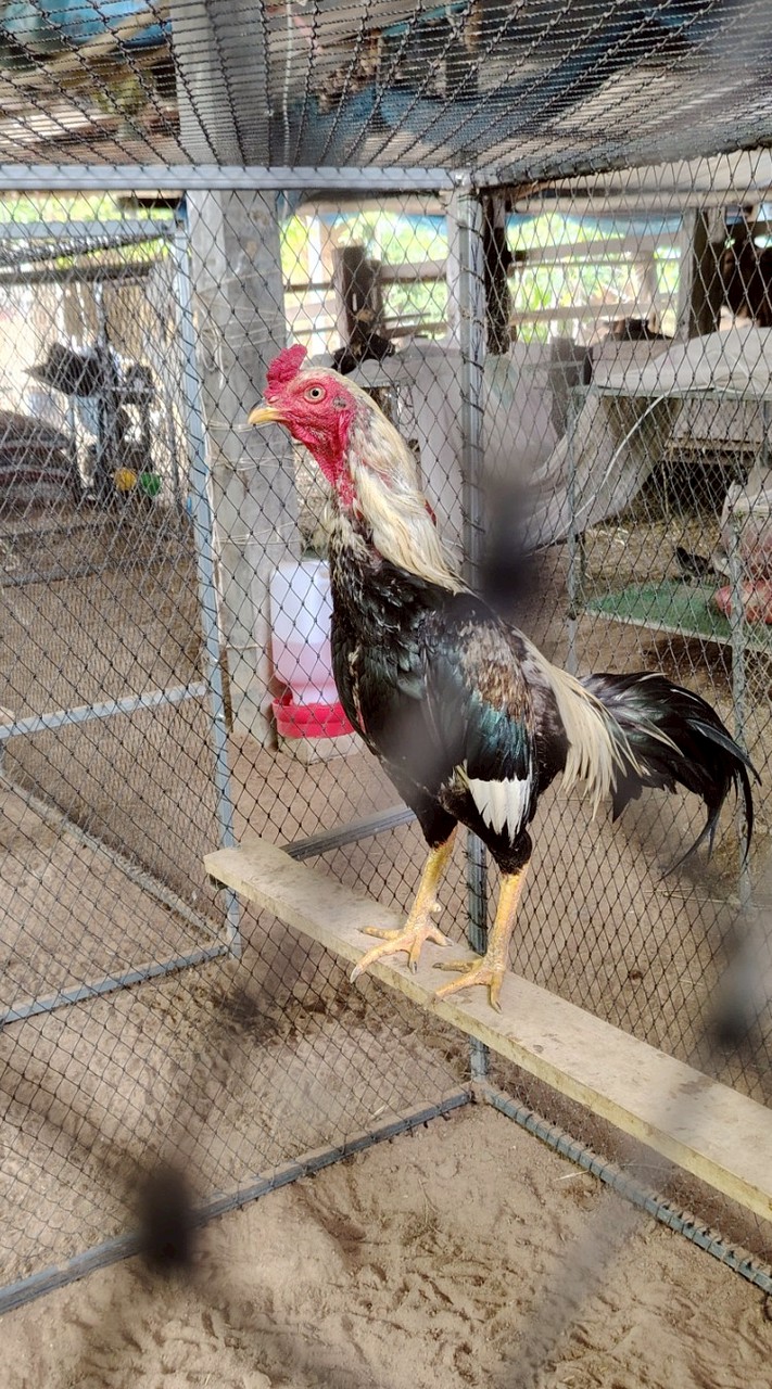 🐓สมบูรณ์​ฟาร์ม​V1🐓