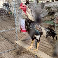 🐓สมบูรณ์​ฟาร์ม​V1🐓