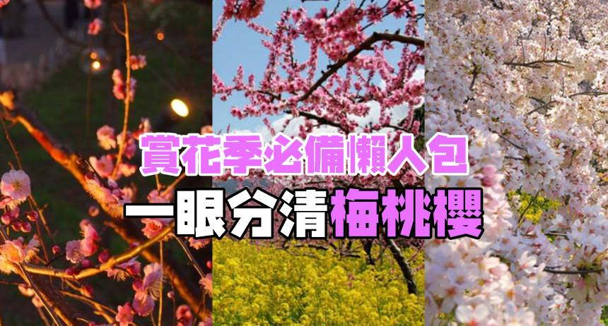 年經懶人包 梅桃櫻你分得清嗎 一張圖教你分清三種花 日本集合 Line Today