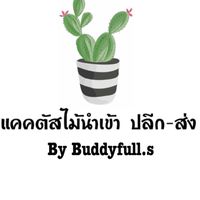 แคคตัสไม้นำเข้า Buddyfull.s Custus