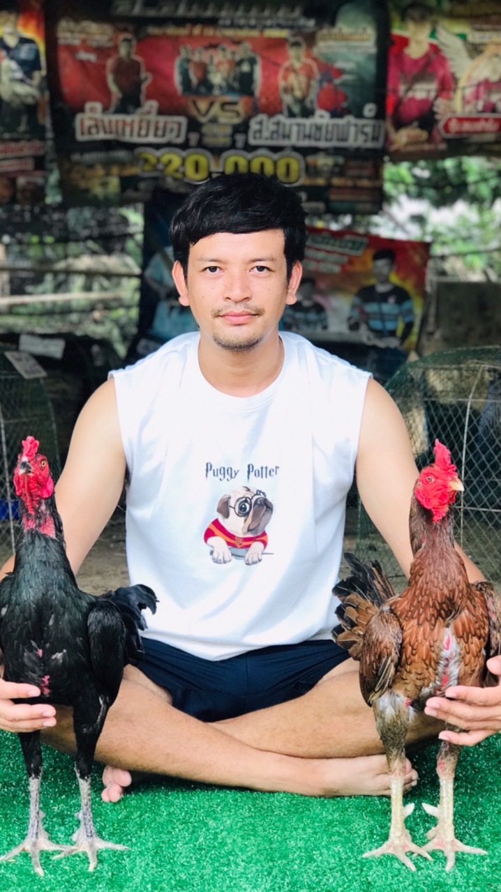 ส.สมานชัยฟาร์ม ไก่ชนบุรีรัมย์