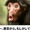 お猿のジョージ教