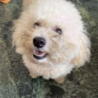阿比